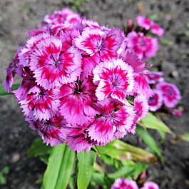 Гвоздика гратианополитанская  Роуз Кварц 