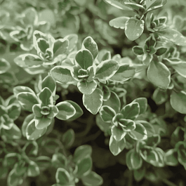 Тимьян лимоннопахнущий Variegated Leaves