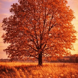 Дуб красный