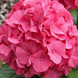 Гортензия крупнолистовая Мася