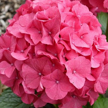 Гортензия крупнолистовая Мася