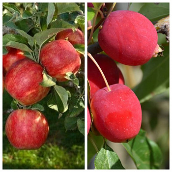 Дерево-сад (5 летка) яблоня 2 сорта Хоней Крисп-Китайка долго Дерево-сад (5 летка) яблоня 2 сорта Хоней Крисп-Китайка долго