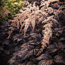 Астильба китайская Chocolate Shogun