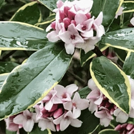 Дафна кавказская Variegata