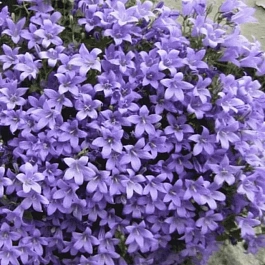 Колокольчик Портеншлага Blue