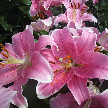 Лилия восточная Бебоп Лилия восточная Бебоп