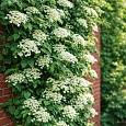 Гортензия плетистая Petiolaris