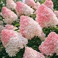 Гортензия метельчатая Vanille Fraise