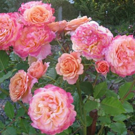 Роза Кордес парковая Ла Вилла Котта