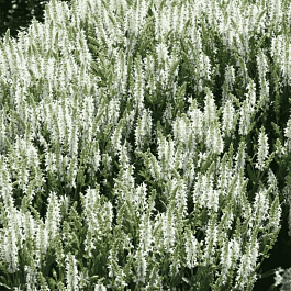 Шалфей дубравный Alba (Adrian)