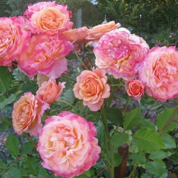 Роза Кордес парковая Ла Вилла Котта