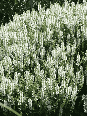 Шалфей дубравный Alba (Adrian)