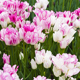Тюльпан многоцветковый Кэнди Клаб НАБОР 2ШТ (10+10)