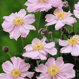 Анемона японская Konigin Charlotte