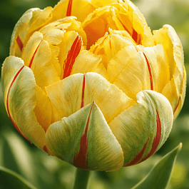 Тюльпан Махровый Glamour Unique