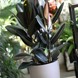 Фикус Эластика Abidjan