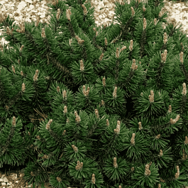 Сосна горная  Humpy