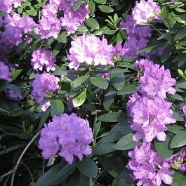 Рододендрон катевбинский Grandiflorum