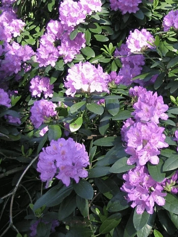 Рододендрон катевбинский Grandiflorum