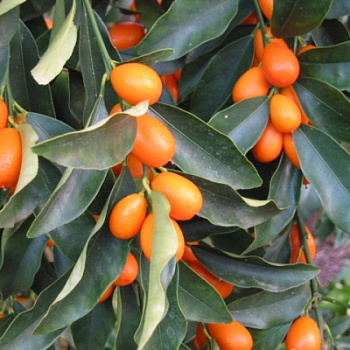 Цитрус Кумкват Нагами (Фортунелла)