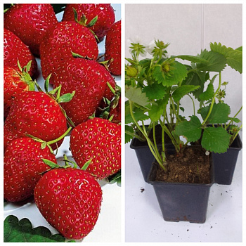 Земляника садовая Сопрано НАБОР 3ШТ