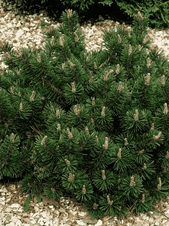 Сосна горная  Humpy