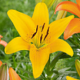 Лилия ЛА-гибрид Йеллоу Даймонд Лилия ЛА-гибрид Йеллоу Даймонд