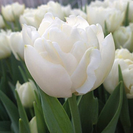 Тюльпан махровый поздний Уайт Харт