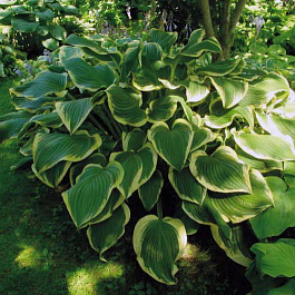 Хоста гибридная Йеллоу Ривер