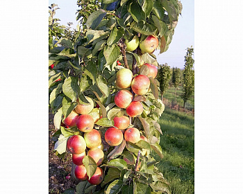 Яблоня колоновидная Августина