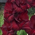 Гладиолус Black Jack