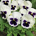 Виола крупноцветковая Инспайер Плюс Вайт Блотч Виола крупноцветковая Инспайер Плюс Вайт Блотч