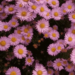 Астра кустарниковая Pink Beauty