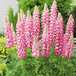 Люпин многолистный The Chatelaine