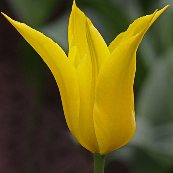 Тюльпан Лилиецветный Флэшбэк