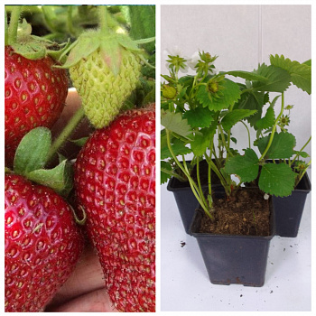 Земляника садовая Сирия НАБОР 3ШТ