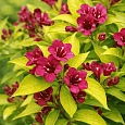 Вейгела гибридная Looymansii Aurea