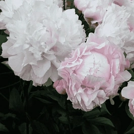 Пион Молочноцветковый Lady Alexandra Duff