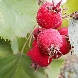 Боярышник Арнольда