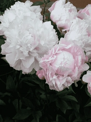 Пион Молочноцветковый Lady Alexandra Duff