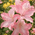 Азалия крупноцветковая Jolie Madame