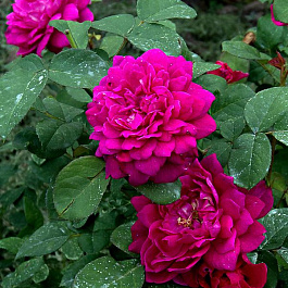 Роза  Английская Кустовая SOPHY’S ROSE 