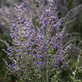 Перовския Блю Стил