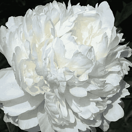 Пион Молочноцветковый Dr. F.G. Brethour