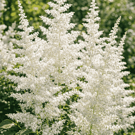Астильба китайская Milk and Honey