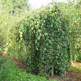 Береза повислая Long Trunk