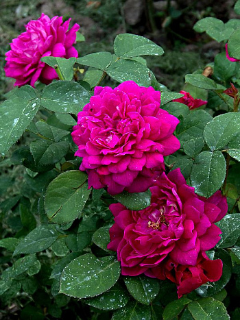 Роза  Английская Кустовая SOPHY’S ROSE 