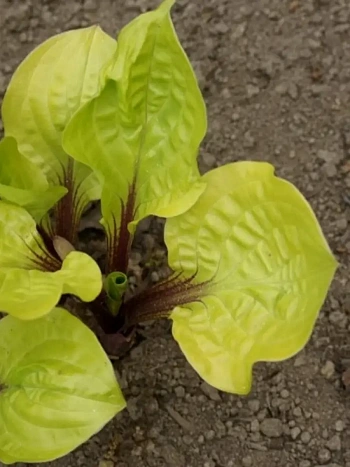 Хоста Lemon Snap