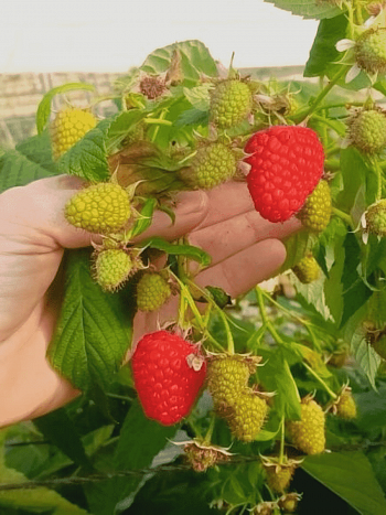 Малина обыкновенная Adelita