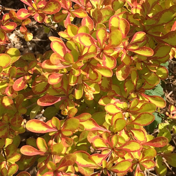 Барбарис Тунберга Саммер Сансет